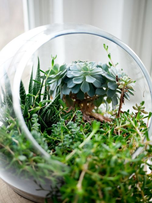 succulents plants glass bowl