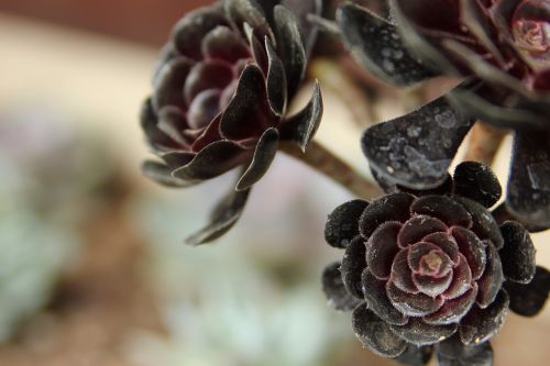 succulents flower plant