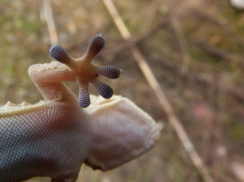 sucker claw gecko