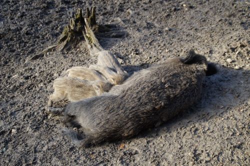 suckle mammals wild boars