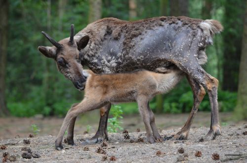 suckle motherly love wild animals