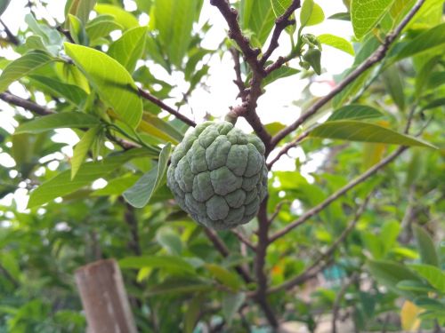 sugar apple nature fruit