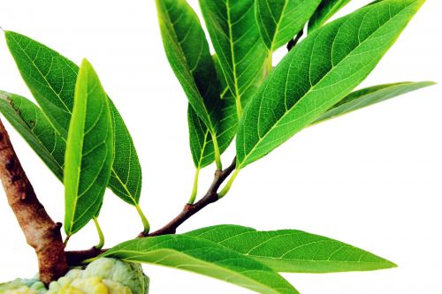 Sugar Apple Leaves