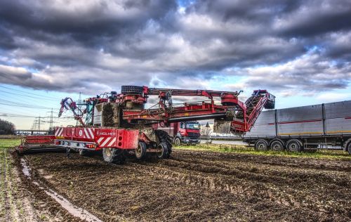 sugar beet harvest glean