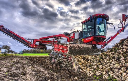 sugar beet harvest glean