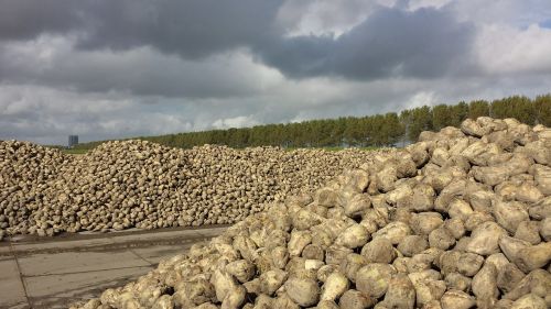 sugar beet yield polder