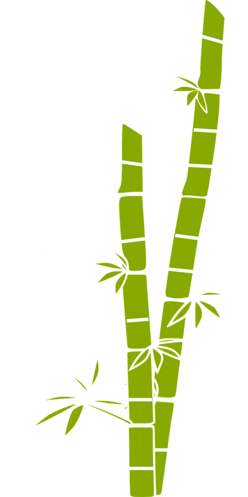 sugar cane bamboo plant