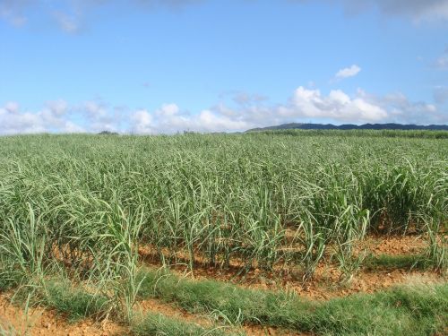 sugar cane fields okinawa summer