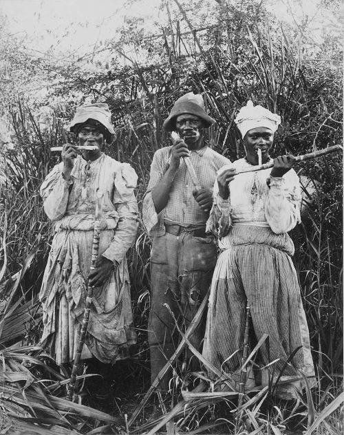 sugar cane harvest sugar cane jamaica