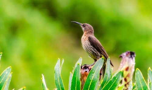sugarbird  bird  fynbos