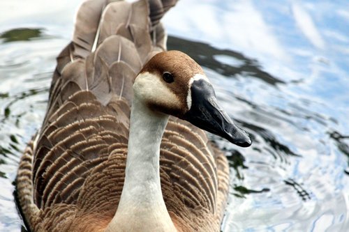 suhonos  goose  bird