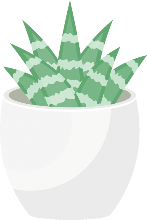 sukulent flowerpot plant