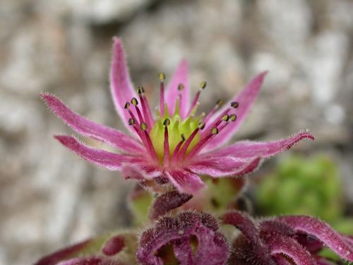 sukullente alpine flower alpine flora