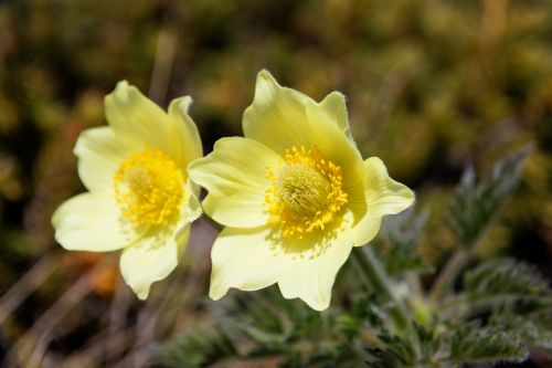 sulfur-anemone yellow pulsatilla alpina pulsatilla alpina subsp