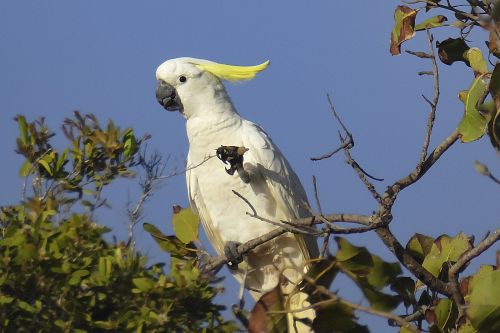 sulpher crested cockatoo 2