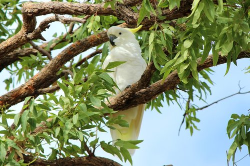 sulphur  crested  cockatoo
