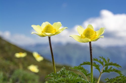 sulphur anemone  pulsatilla  blossom