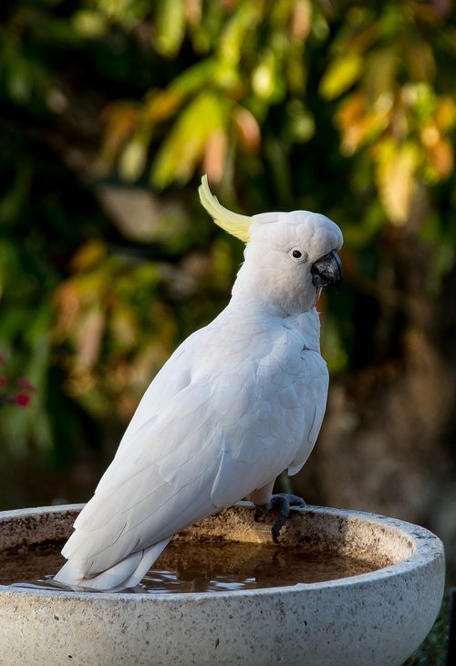 sulphur crested cockatoo  parrot  cacatua galerita