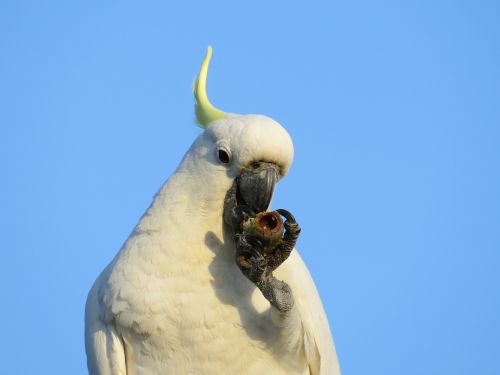 sulphur-crested cockatoos cacatua galerita fauna