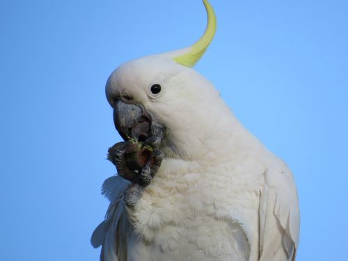 sulphur-crested cockatoos cacatua galerita fauna