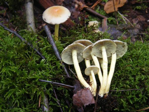 sulphur heads mushrooms forest