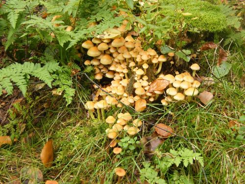 sulphur heads mushrooms forest