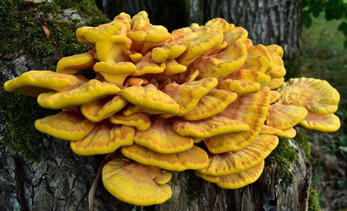 sulphur ovinus  tree fungus  log