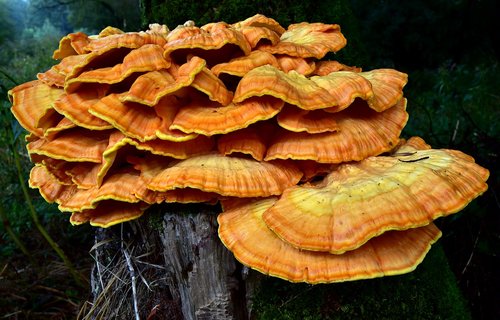 sulphur ovinus  tree fungus  mushroom