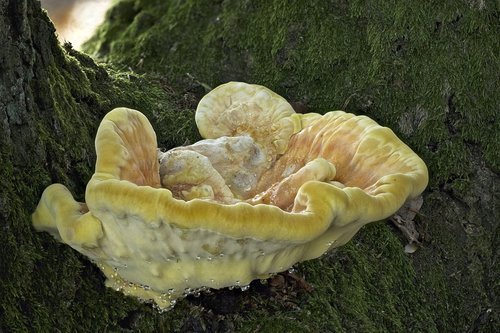 sulphur ovinus  reishi  tree fungus