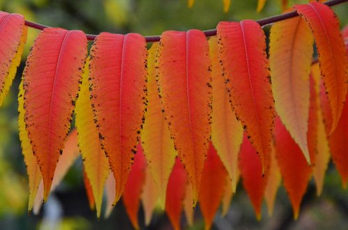 sumac octowiec  autumn  colors