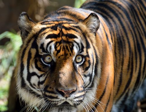 sumatran tiger cat large