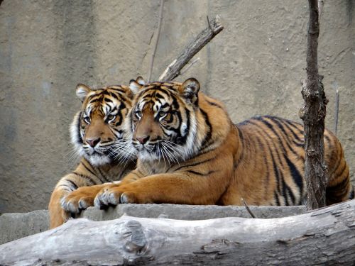 sumatran tiger nature predator