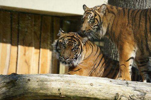 sumatran tiger  big cat  tiger