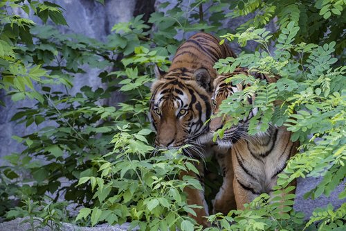 sumatran tiger  tiger  predator