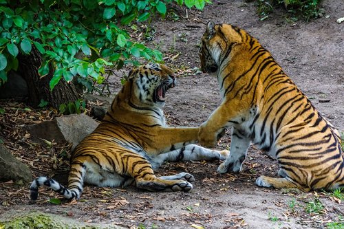 sumatran tiger  tiger  big cat