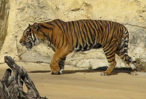 sumatran tiger tiger big cat
