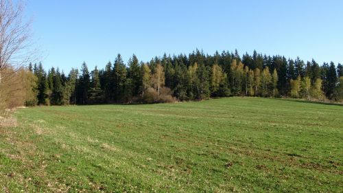 šumava field trees