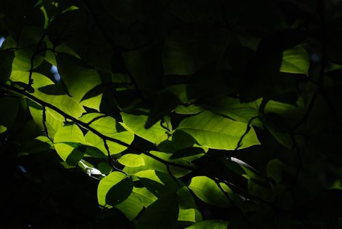 summer leaves park