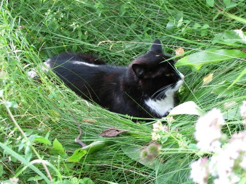 summer cat garden