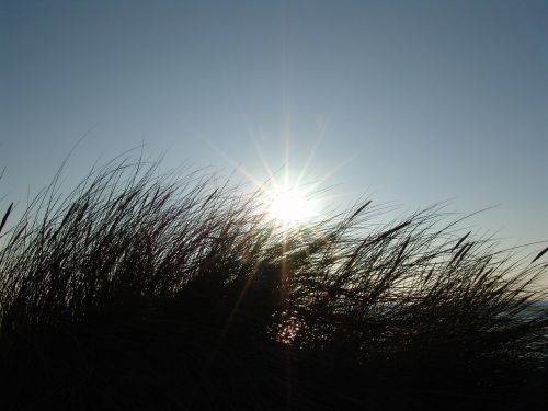 summer sun grass