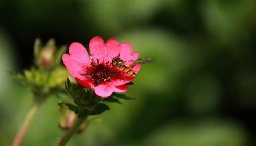 summer flower insect