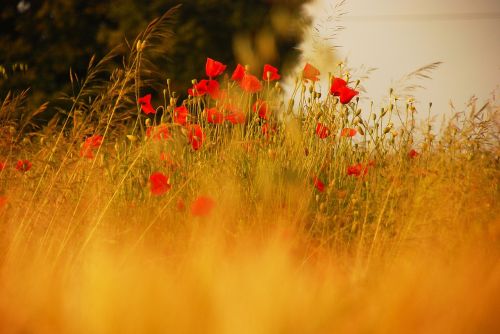 summer field poppy