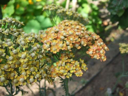 perennial achillea flowers