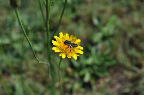 bee flower insect