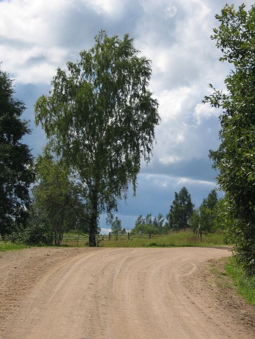 summer road tree