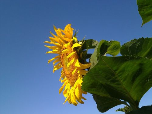 summer sunflower closeup