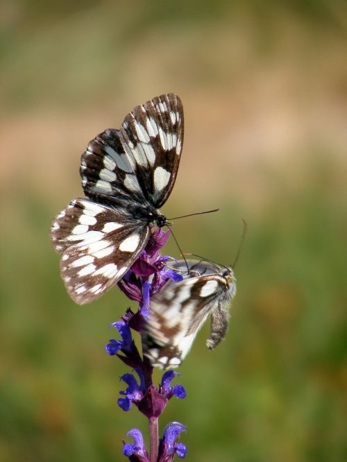 summer butterflies salvia