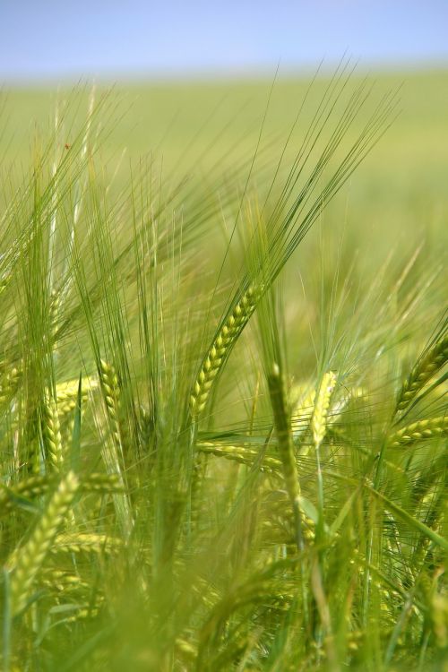 summer nature landscape