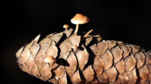 summer mushroom forest