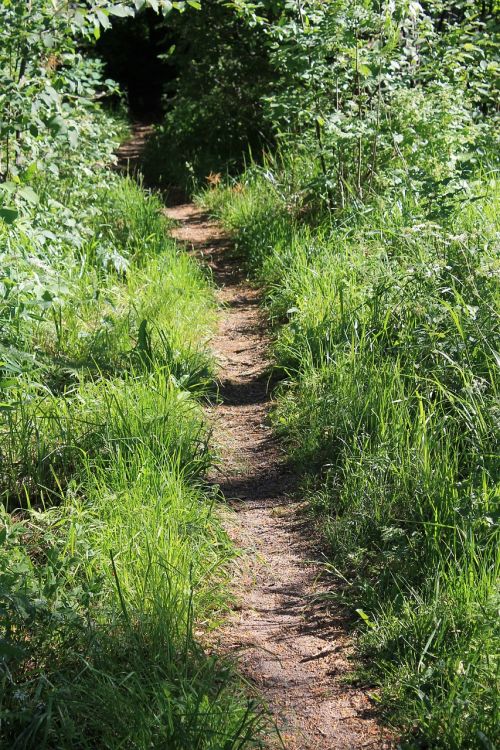 summer the path nature